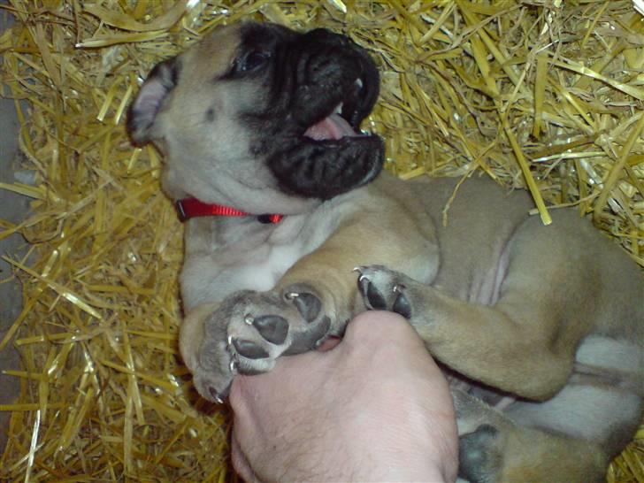 Bullmastiff Gibson - Du vinder, du vinder..... billede 3