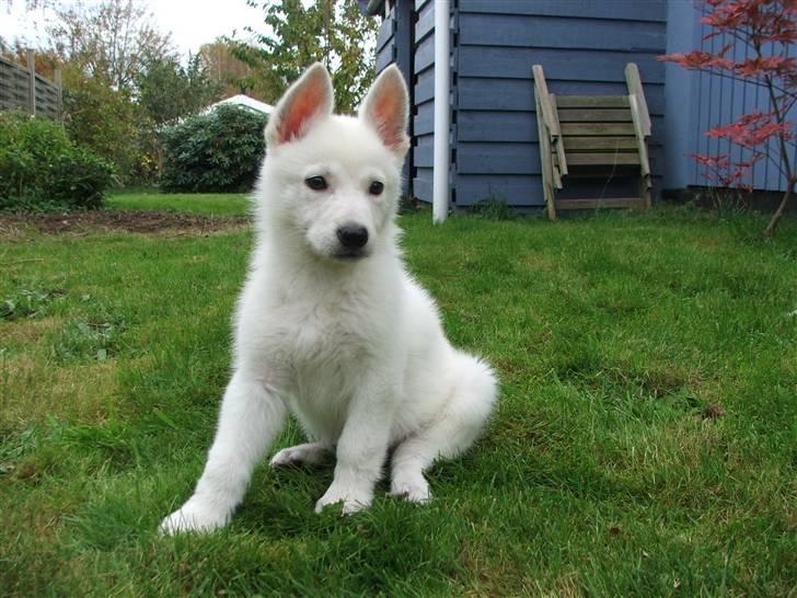 Hvid schæfer Mille billede 2