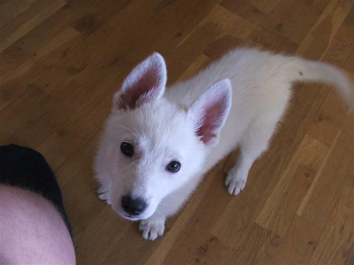 Hvid schæfer Mille billede 3