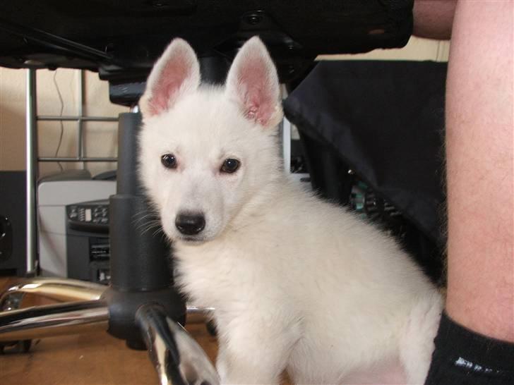 Hvid schæfer Mille billede 4