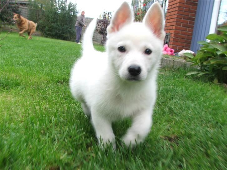 Hvid schæfer Mille billede 5