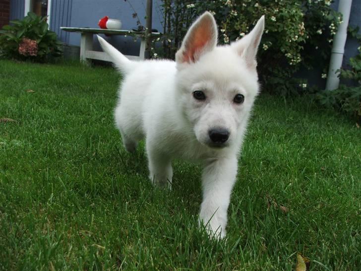 Hvid schæfer Mille billede 6