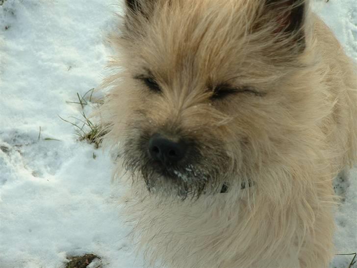 Cairn terrier Anton - Uha det blæser! billede 1