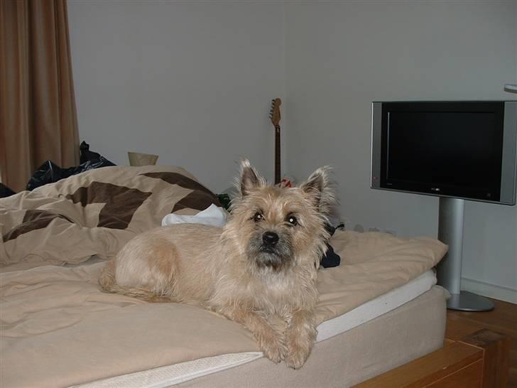 Cairn terrier Anton - hvad?! Må jeg ikke ligge her...!?? billede 2