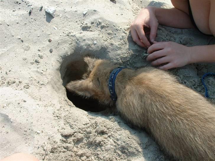 Cairn terrier Anton - Jeg graver lige et hul her på stranden... billede 3