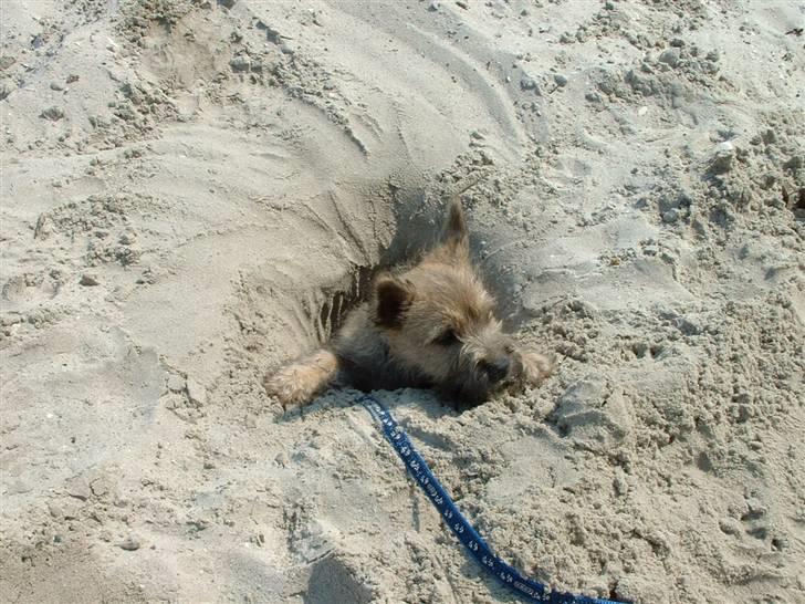 Cairn terrier Anton - sådan!!! billede 4