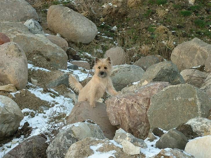 Cairn terrier Anton - Hva´ så tøser! billede 5