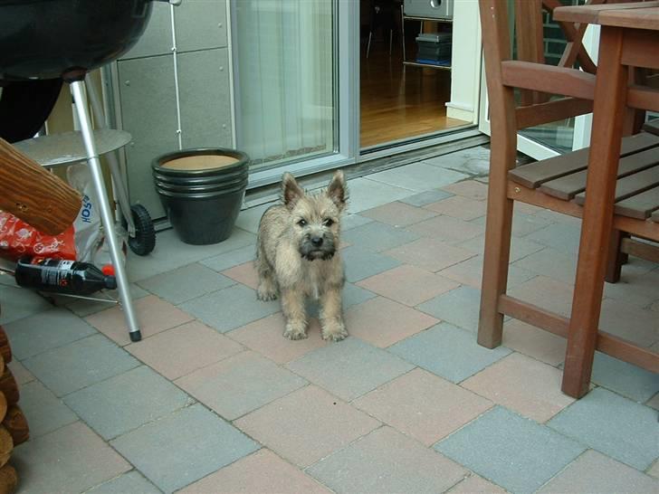Cairn terrier Anton - 16 uger. billede 7