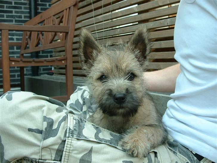 Cairn terrier Anton - Hvor er jeg nuttet! billede 8