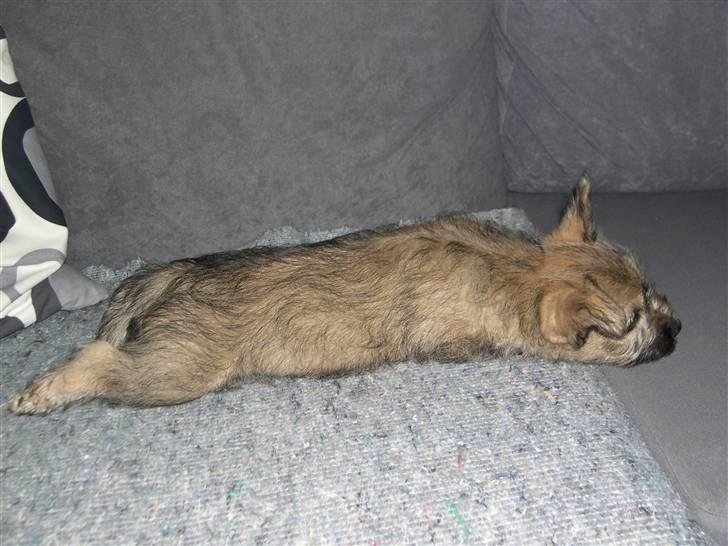 Cairn terrier Anton - 8 uger! billede 9