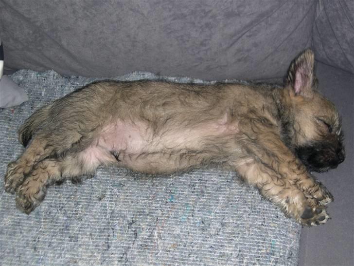 Cairn terrier Anton - 8 uger! - hårdt... billede 10