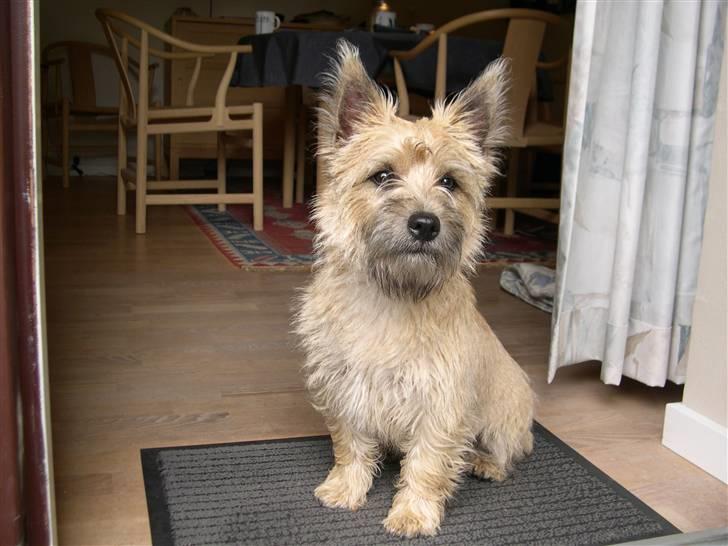 Cairn terrier Anton - Holder vagt.... billede 11