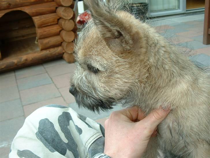 Cairn terrier Anton - ... billede 12