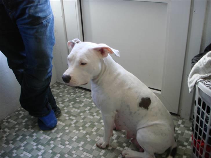 Amerikansk staffordshire terrier Diva billede 9