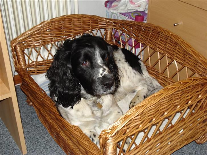 Field Trial spaniel *Victor* - Victor i sin nye kurv billede 18