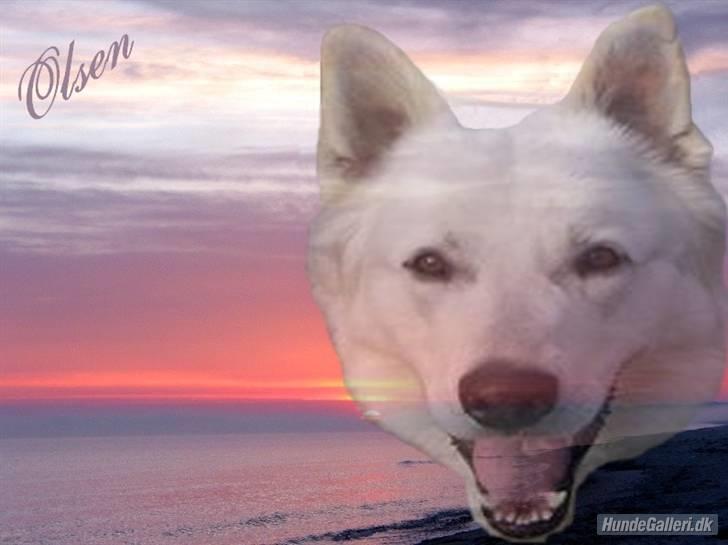 Hvid schæfer olsen - lavet af Mette Egeborg billede 18