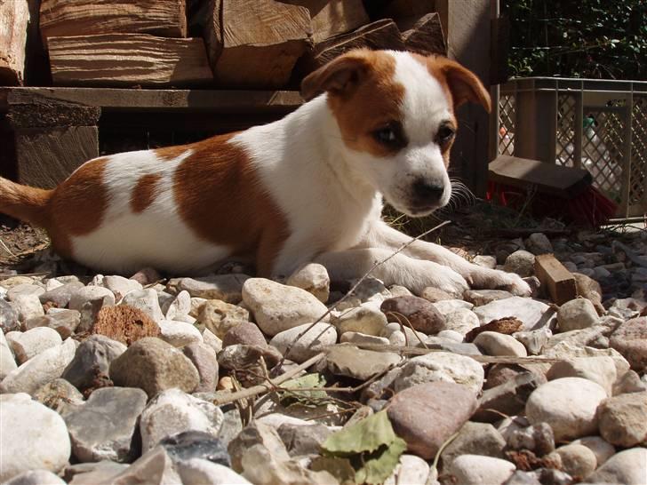 Dansk svensk gaardhund Aida - er faktisk lidt træt af det kamera billede 7