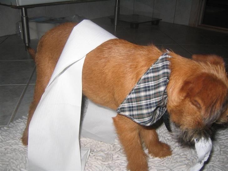 Griffon bruxellois Eddie billede 5