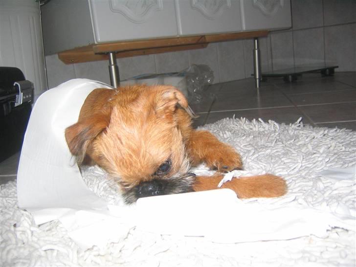 Griffon bruxellois Eddie - Nøj, det er godt! Og jeg får endda LOV!!! billede 6