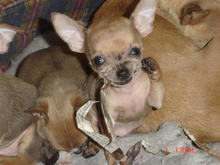 Chihuahua peanut billede 8