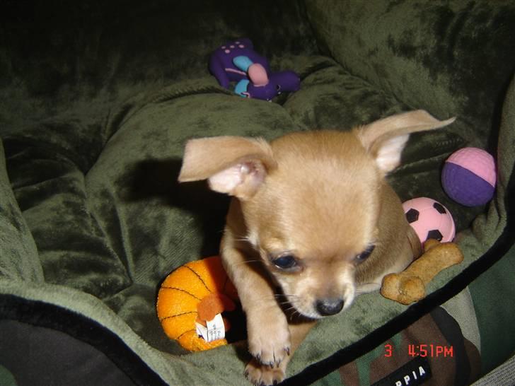 Chihuahua peanut billede 10