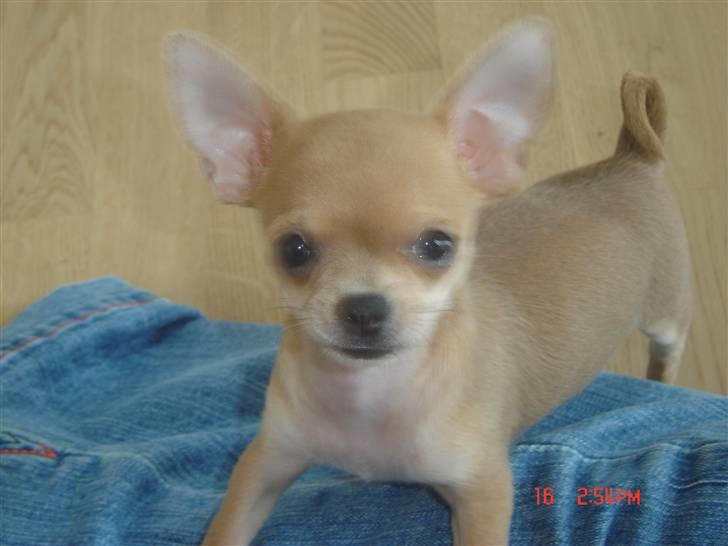 Chihuahua peanut billede 12