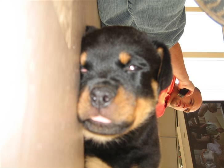 Rottweiler Jack (Heitah´s Quido) - Jack sover billede 1