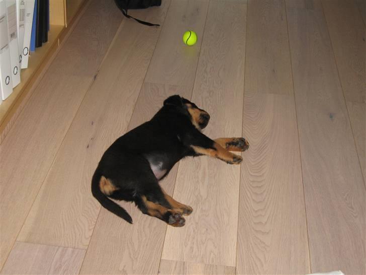 Rottweiler Jack (Heitah´s Quido) - Jack er træt efter megen leg billede 2