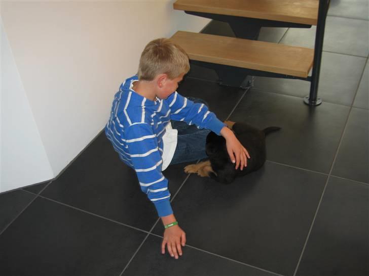 Rottweiler Jack (Heitah´s Quido) - Casper og Jack billede 3