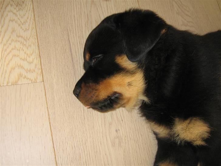 Rottweiler Jack (Heitah´s Quido) - Godnat billede 4