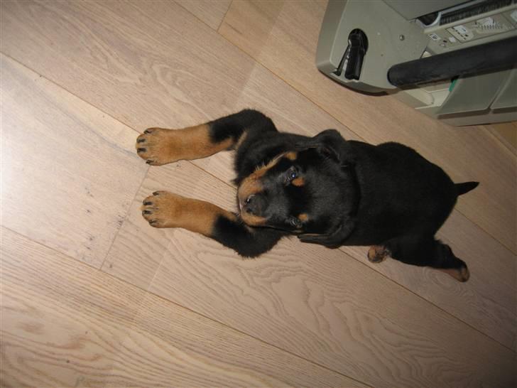Rottweiler Jack (Heitah´s Quido) billede 5