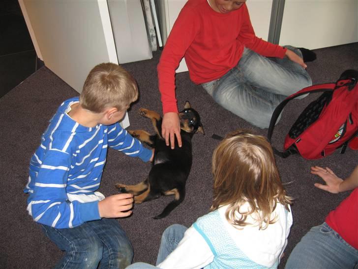 Rottweiler Jack (Heitah´s Quido) - Mie, Casper og Andreas billede 6