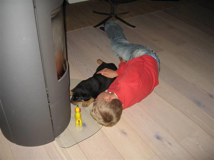 Rottweiler Jack (Heitah´s Quido) - Andreas og Jack sover billede 7