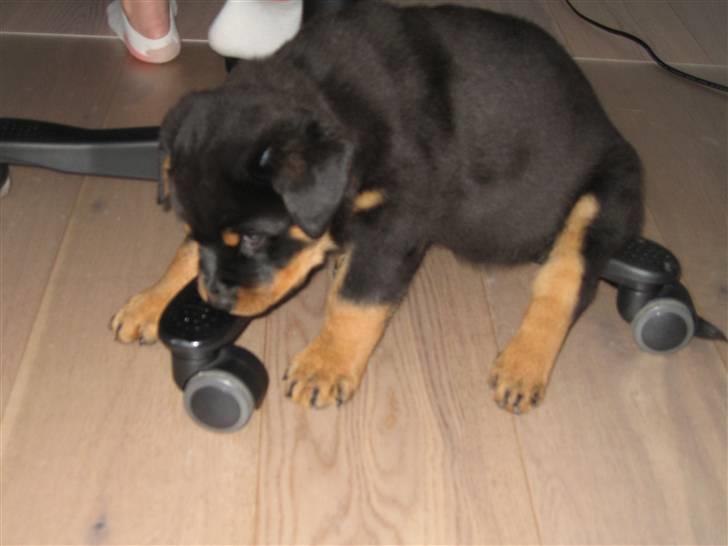 Rottweiler Jack (Heitah´s Quido) - Alt er spændende billede 8