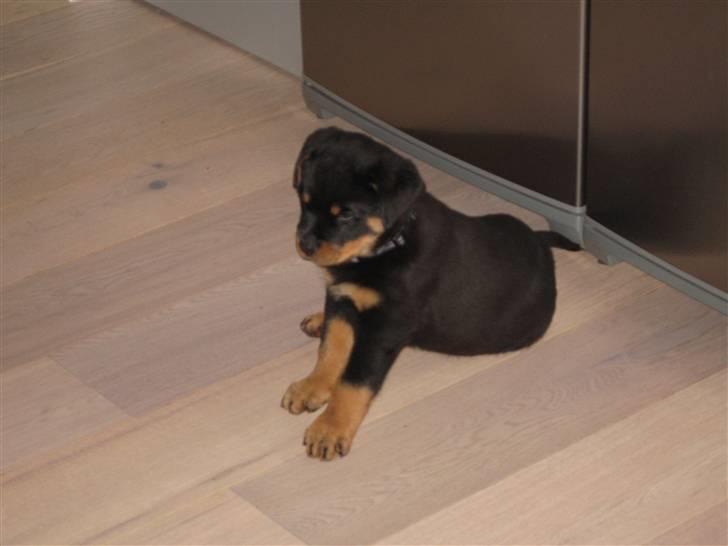 Rottweiler Jack (Heitah´s Quido) - Jack er her 8 uger og 4 dage. Vejer 6 kg. billede 9