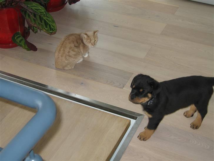 Rottweiler Jack (Heitah´s Quido) billede 10