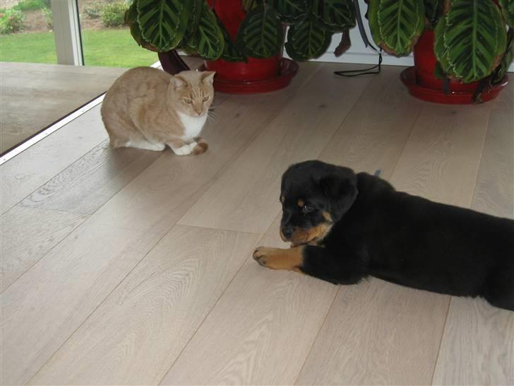 Rottweiler Jack (Heitah´s Quido) - Gertrud og Jack billede 11