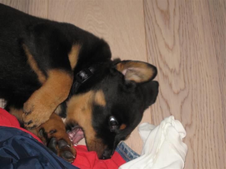 Rottweiler Jack (Heitah´s Quido) billede 12