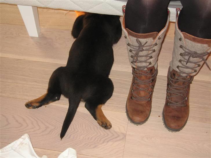 Rottweiler Jack (Heitah´s Quido) - Jack kan nemt være under sengen, endnu !!! billede 13
