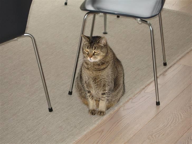 Rottweiler Jack (Heitah´s Quido) - Sten undrer sig!!! billede 14