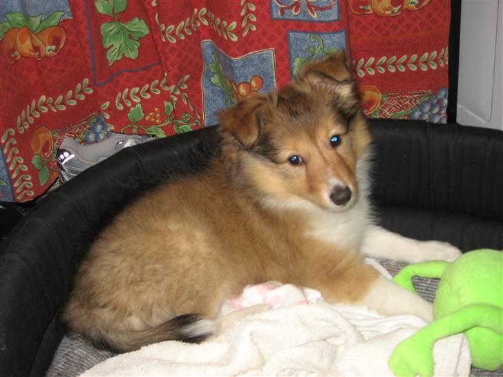 Shetland sheepdog Sonja - Sonja 8 uger gammel billede 17