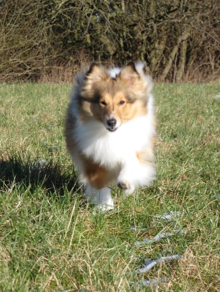 Shetland sheepdog Sonja billede 18