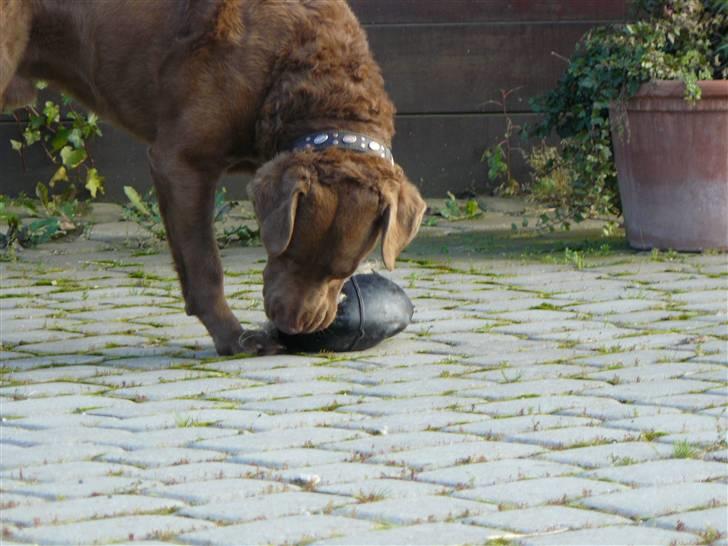 Chesapeake bay retriever Workmate Danish Dynamite billede 2