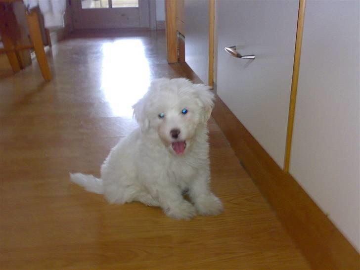 Coton de tulear Casmo - jeg kan også række tunge  ;p billede 3