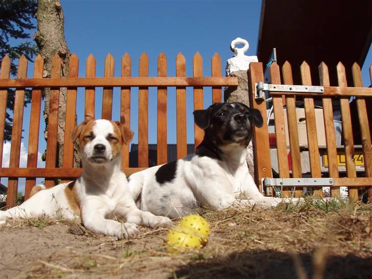 Dansk svensk gaardhund Aida - Nyder lige solen, så længe han kan ligge stille... billede 8