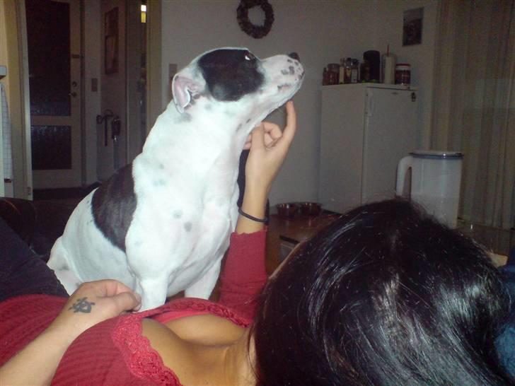 Staffordshire bull terrier TAICO PIRÉZ billede 20