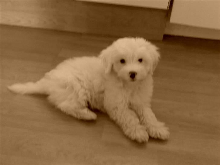 Coton de tulear Casmo - Jeg kan dække på Komando (:   billede 4