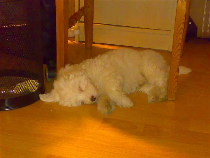 Coton de tulear Casmo - tager lige en lur på gulvet et Sjældent  syn  billede 5