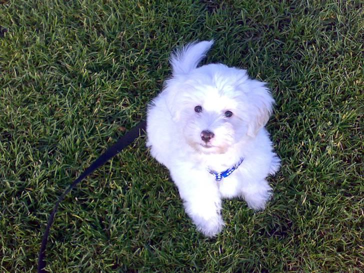 Coton de tulear Casmo - så lille og hvid billede 6