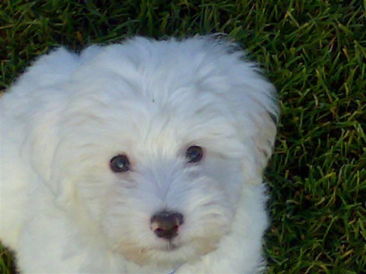 Coton de tulear Casmo -  HVor er du høj :O  billede 7